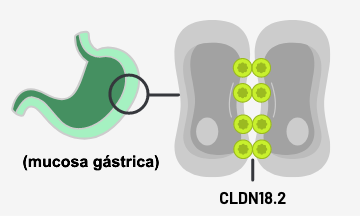 Normal gastric mucosa tissue with CLDN18.2 buried within tight junctions